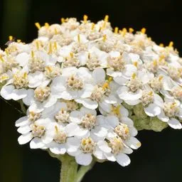 Milefólio