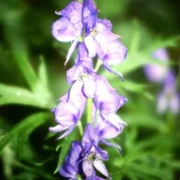 Aconitum napellus