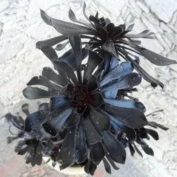 Aeonium arboreo