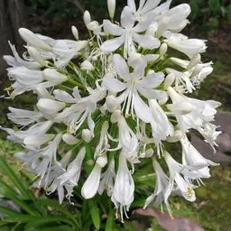 Agapanthus