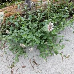 Agastache