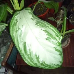 Aglaonema