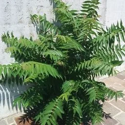 tree-of-heaven