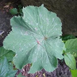 Alchemilla mollis