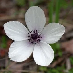 poppy anemone