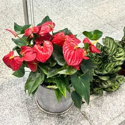 Anthurium