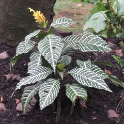 Planta-zebra