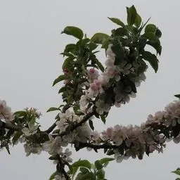 Pommier
