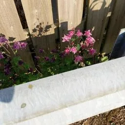 Aquilegia vulgaris