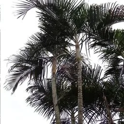 Palmera areca