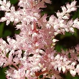 Astilbe