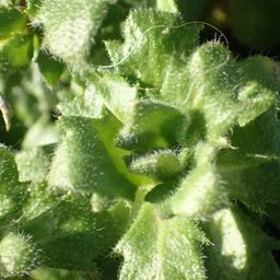 Aubriéta