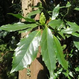 Aukube
