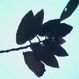 Bégonia à pois