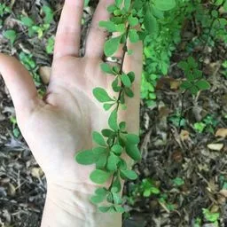 Japanese barberry