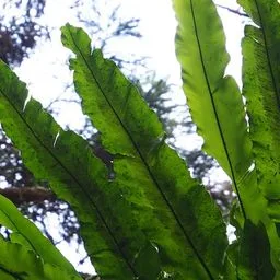 Samambaia-ninho-de-pássaro