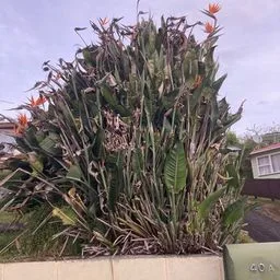 Bird of paradise