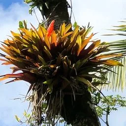 Guzmania