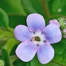 Brunnera