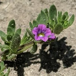 Calibrachoa