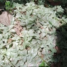 Callisia rampante