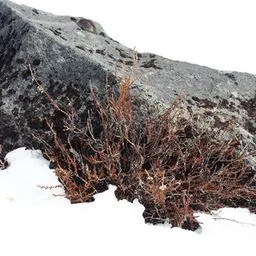 Besenheide