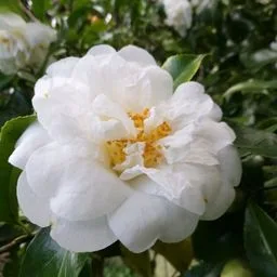 Camelia