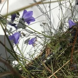 Campanillas