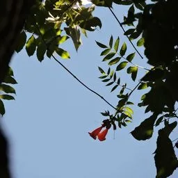 American trumpet vine