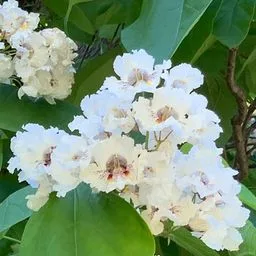 Catalpa