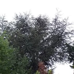 Atlas cedar