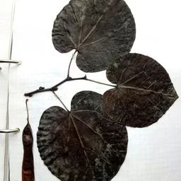 Cercis siliquastrum