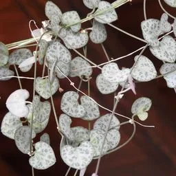 Collana di cuori
