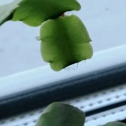 Cactusul de Crăciun