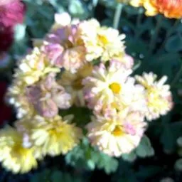 Chrysanthème