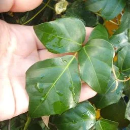 grape ivy