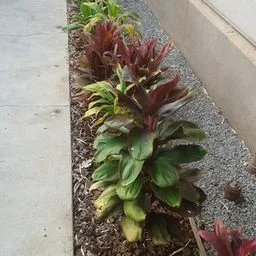 Ti plant
