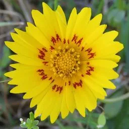 Coreopsis