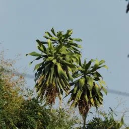 Dracaena fragrans