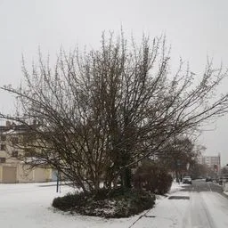 Cornus mas