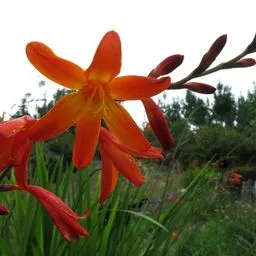 Crocosmie