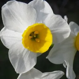 Narcisă