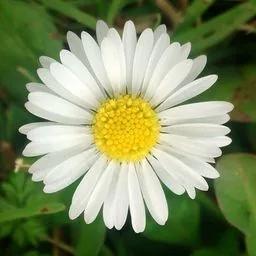 Pâquerette