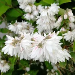 Deutzia