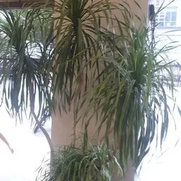 Dracena marginata