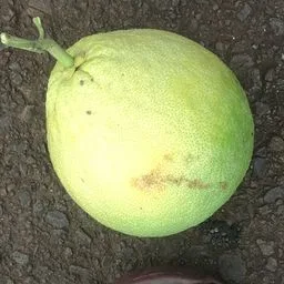 Limone Meyer