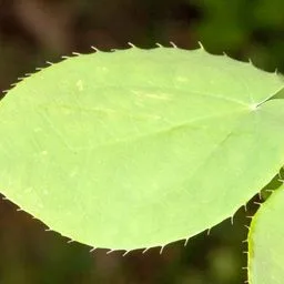 Epimedium