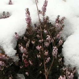 Schneebruchheide