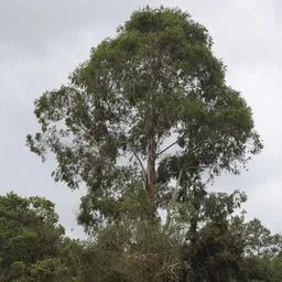 Blauer Eukalyptus