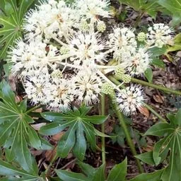 Fatsia